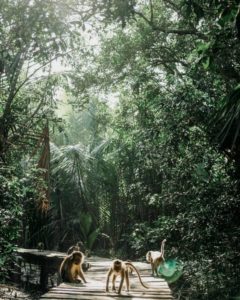 Taman Wisata Pulau Kembang Tempat Hunting di Banjarmasin